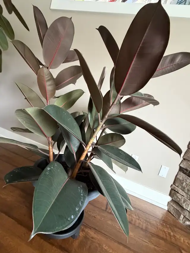 Large Live Potted Rubber Plant (Three Branches)64744835671299120