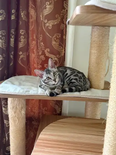 Purebred Bengal Kitten Girl, View more