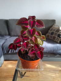 Coleus  plants for Mothers day