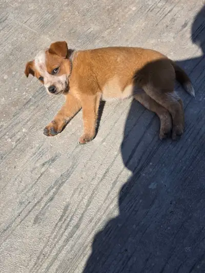 Blue/ Red heeler cross puppies for sale. 1 females. They were born March 25th all have had their sho...