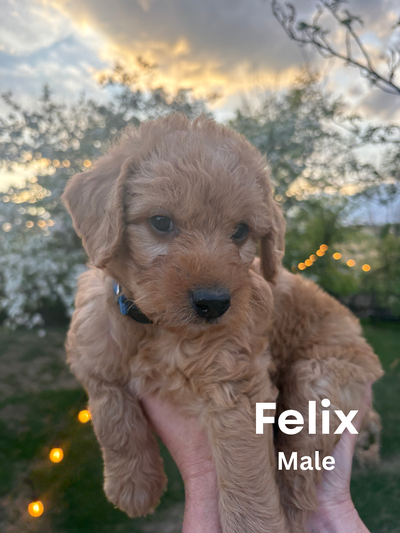 7 beautiful pups arrived on April 16th and are now ready for their forever homes! Dam is our F1b Gol...