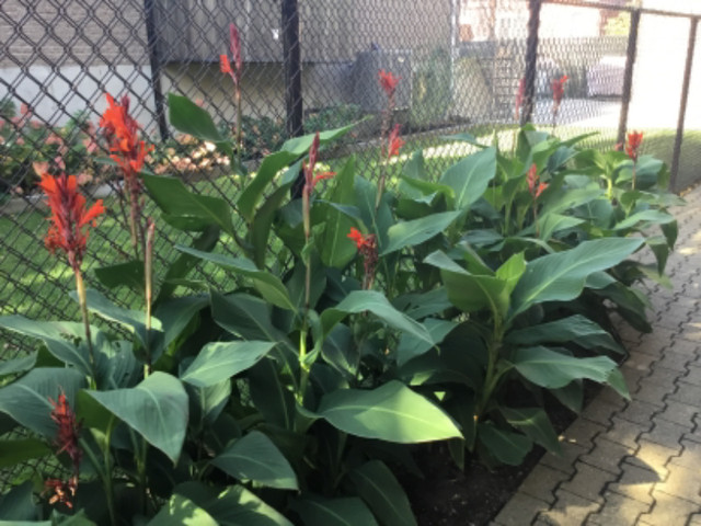 Cannas « lily » dans Plantes, engrais et terreaux  à Ville de Montréal - Image 2