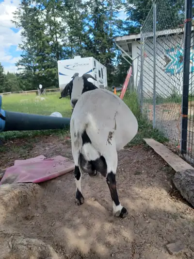 Milking Goat, View more