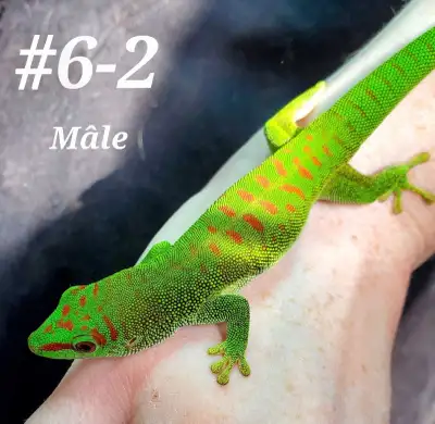 Babies Madagascar Day Geckos (Phelsuma Grandis), View more