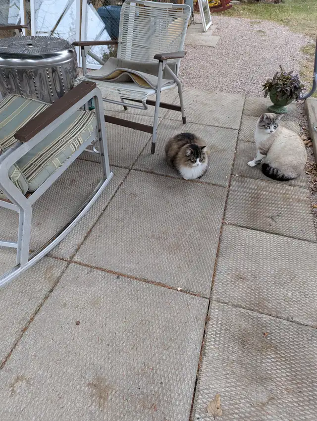 Cats for sale. in Cats & Kittens for Rehoming in North Bay - Image 6