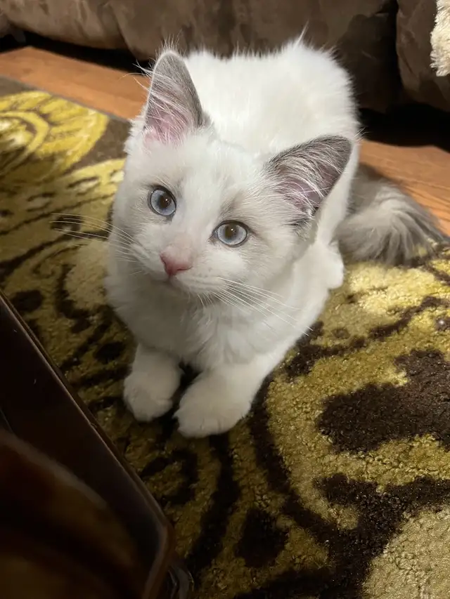 Ragdoll male cat rehoming in Cats & Kittens for Rehoming in Laval / North Shore - Image 3