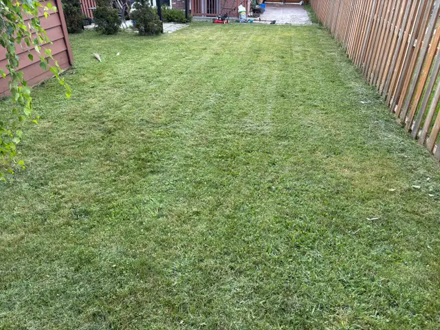 20$ for this week*| WeekEnd Lawn Mowing Services551585350482012163