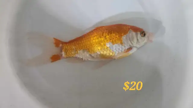 Gold fish in Fish for Rehoming in Mississauga / Peel Region - Image 4