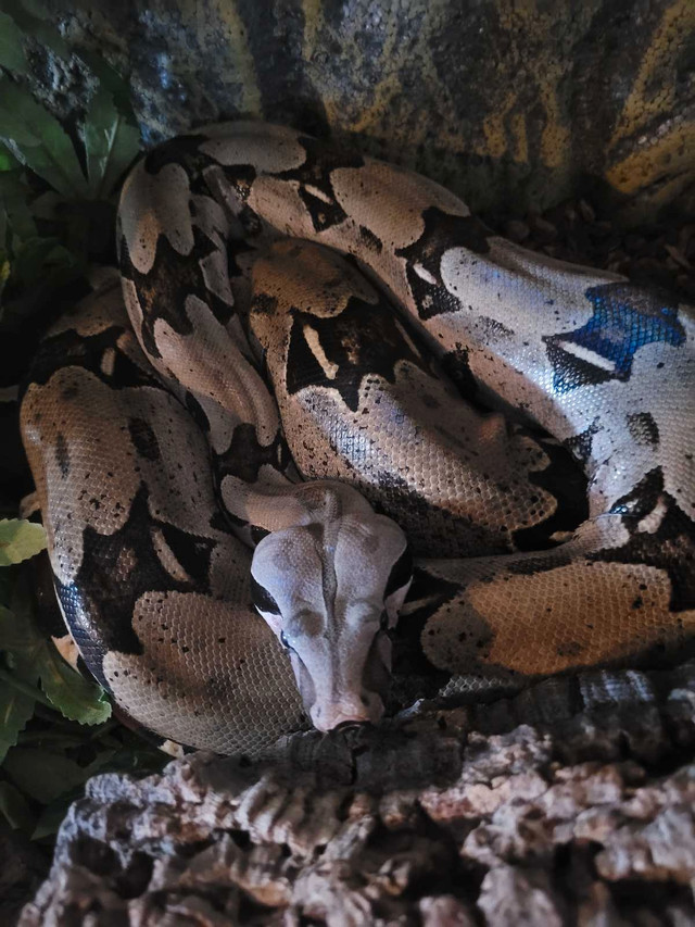 2018 Female Suriname Redtail Boa  in Other Pets for Rehoming in Hamilton - Image 2