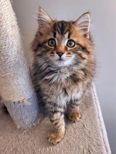 Beautiful and adorable little Kiki is Available for adoption and are ready for her loving home! She...