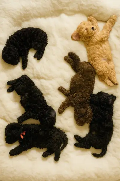 Adorable Toy poodle puppies available, View more
