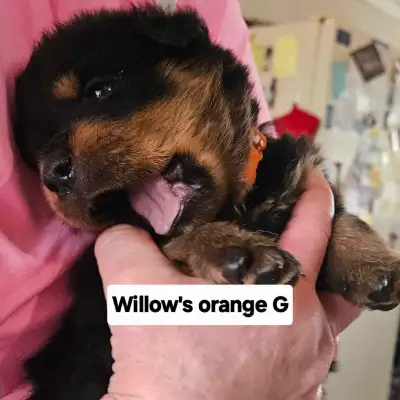 Willow became pack family December 2024. In this short time I have learned a lot about her. She is a...