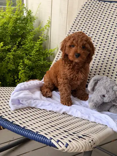 Magnifiques Chiots Cockapoo F1 miniature (maman Épagneul cocker Américain de 25lbs et papa Caniche r...