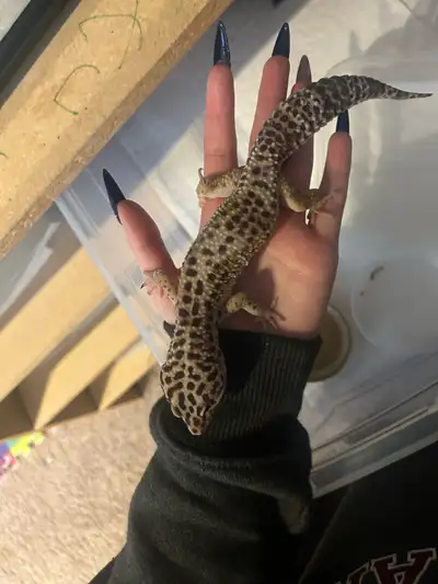 Male Leopard Gecko , View more