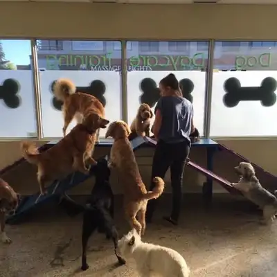 Established Calgary NW Dog Daycare for Sale – Turnkey Business with Loyal Clientele! Are you passion...