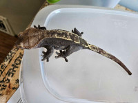 Fancy Crested Geckos - proven breeders