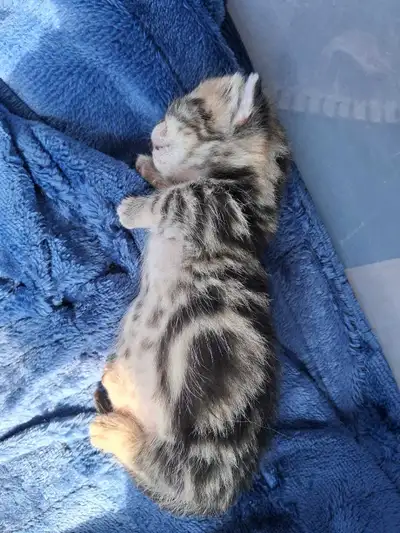 Female Munchkin/Short Leg Kittens, View more