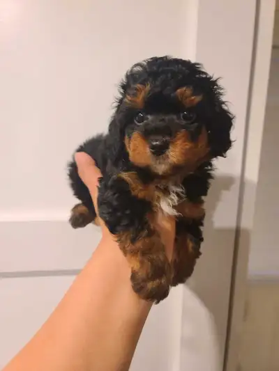 shihpoo puppy, View more