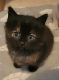 7 week old kitten for sale (sold)