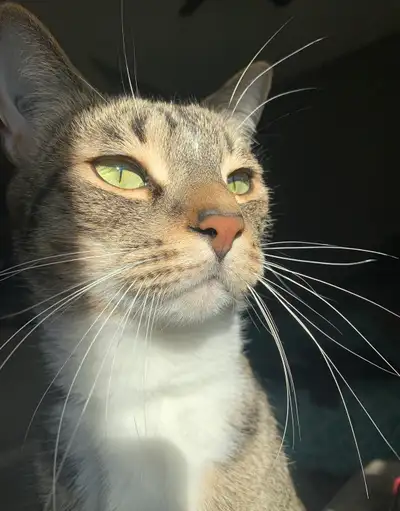 7 year old cat, View more