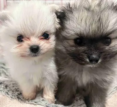 The perfect beginning to your New Year!✨ We have 2 beautiful purebred Pomeranian puppies born on Nov...