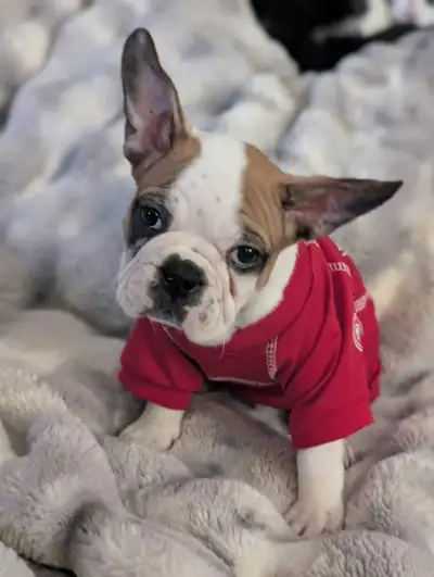 Frug puppies available French bulldog/Pug mix, View more