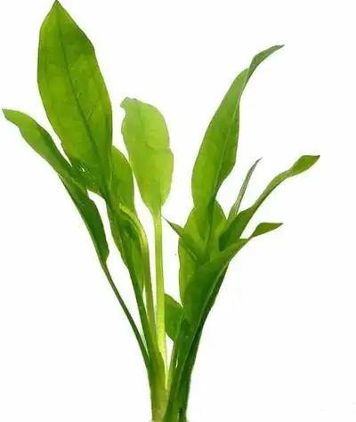 Amazon Sword aquarium plant, View more