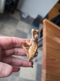 Gecko a crête 4 ginny