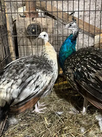 Wanted Female Peacock / Peahen, View more
