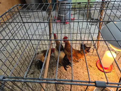 MINI Roosters , View more