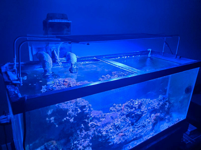 75g saltwater tank in Accessories in London - Image 2