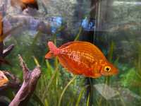 Rainbow fish / Poisson arc-en-ciel