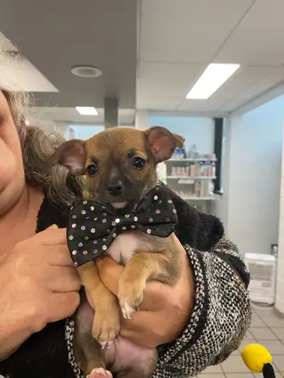 2 Adorable boy chihuahuas, View more