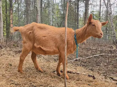 Registered British Guernsey Goats, View more
