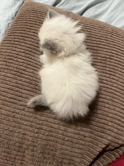 Persian himalayan mix, View more