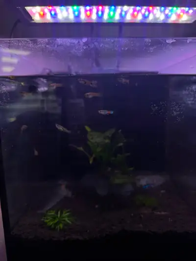 Assorted Tetra Fish , rocks, plants , driftwood, View more