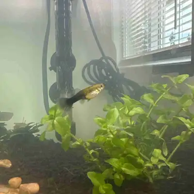 Pregnant Female Guppy. Need her gone ASAP.