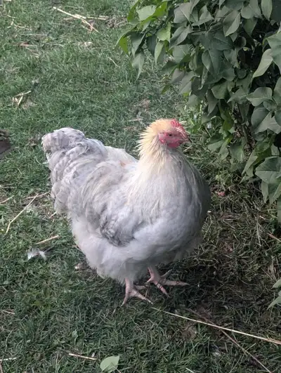 2 Isabel Orpington Roosters, 1 Chocolate Orpington Rooster, View more