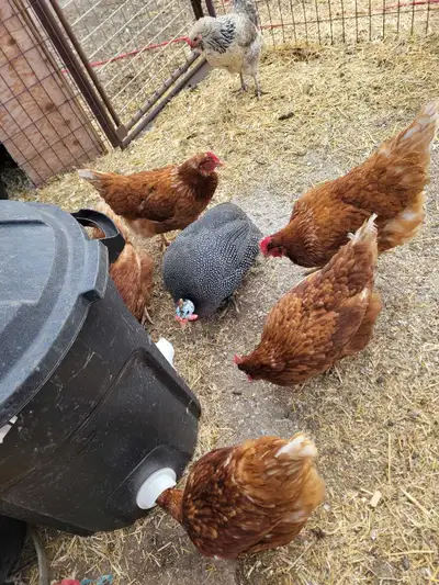 layers / chickens, View more