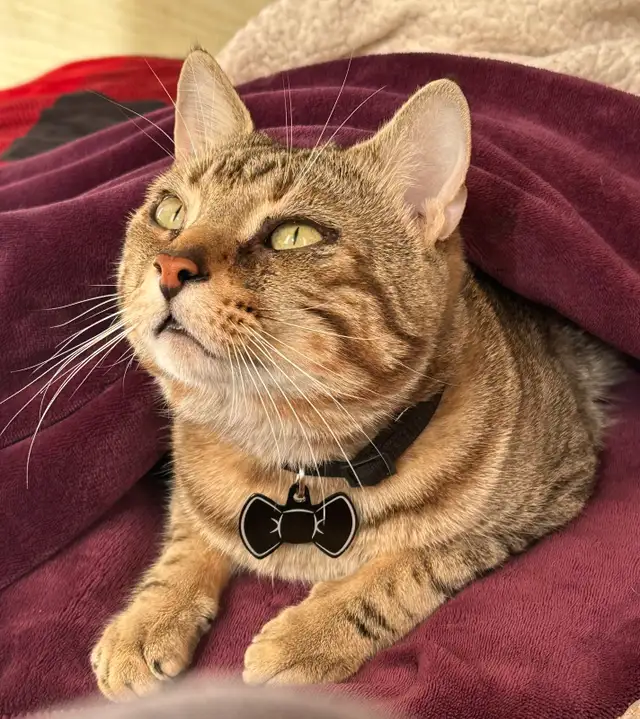 **LOST CAT**479552929520701441