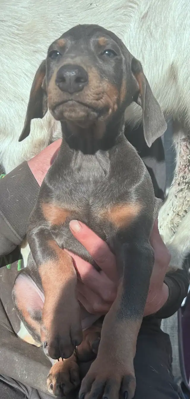 Doberman Puppies - cropped and docked in Dogs & Puppies for Rehoming in Red Deer - Image 5