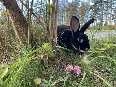 Young Mini Rex Bunny Rabbits, View more