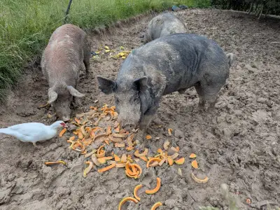Berkshire - Red Wattle Cross Boar, View more