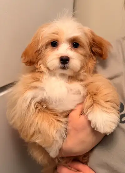 Shih-poo puppy, View more