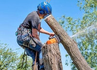 TREE REMOVAL Oshawa / Durham Region Toronto (GTA) Preview