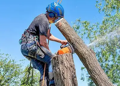 TREE REMOVAL, View more