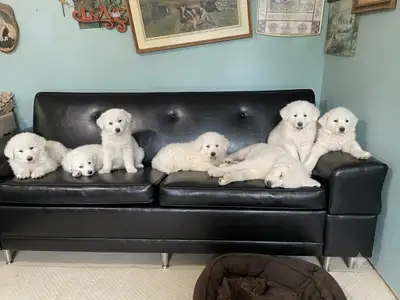 8 Week Old German Shepherd / Great Pyrenees Puppies For Sale!, View more