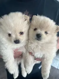 Purebreed Pomeranian Male puppies