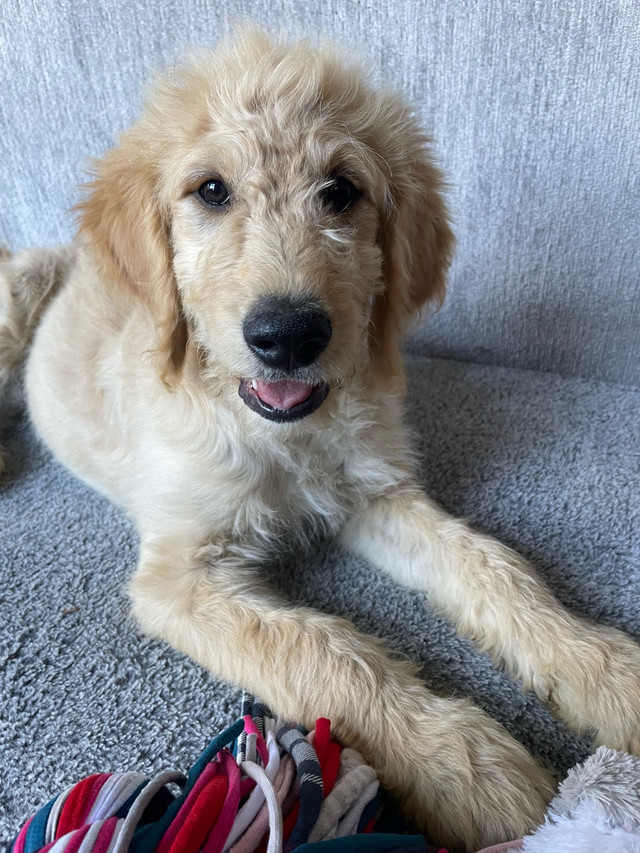 Goldendoodles F1 prêts à partir! Parents testés OFA dans Chiens et chiots à adopter  à Ville de Québec