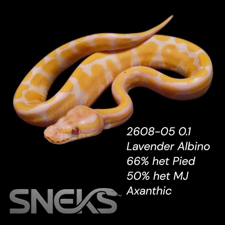 Lavender Albino Ball Python — Female | Reptiles & Amphibians for ...